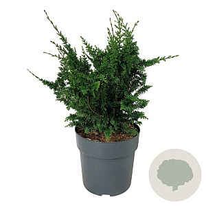 Chamaecyparis p. 'Teddy Bear' 40-50 cm 6L