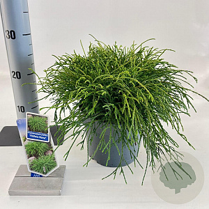 Chamaecyparis p. 'Filifera Nana' 20-25 cm 3,0L
