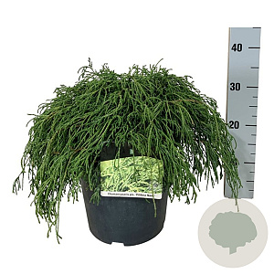 Chamaecyparis p. 'Filifera Nana' 40-50 cm 6L