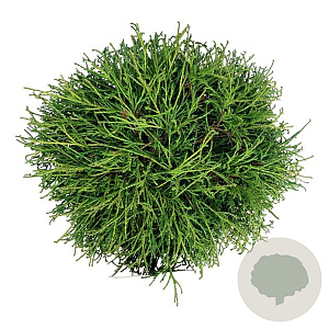 Chamaecyparis p. 'Filifera Nana' 40-50 cm P26