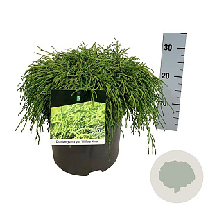 Chamaecyparis p. 'Filifera Nana' 40-50 cm P26