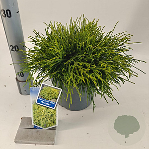Chamaecyparis p. 'Sungold' 20-25 cm 3,0L