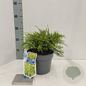 Chamaecyparis p. 'Sungold' 20-25 cm 3,0L