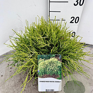 Chamaecyparis p. 'Sungold' 20-25 cm 3,0L