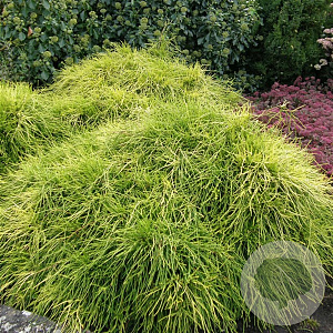Chamaecyparis p. 'Sungold' 30-40 cm 5,0L