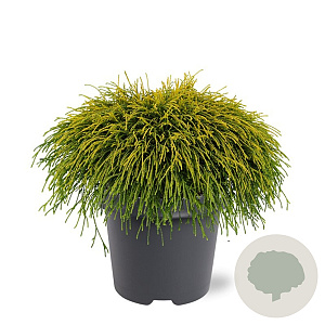 Chamaecyparis p. 'Sungold' 30-40 cm 5,0L