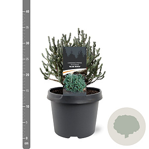 Chamaecyparis t. Blue Rock 20-25 cm 3,0L
