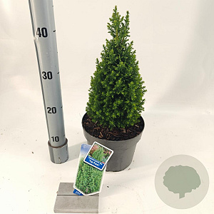 Chamaecyparis t. 'Top Point' 25-30 cm 3,0L