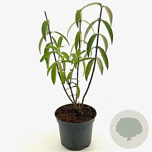 Comanthosphace dependens 40-50 cm 3,0L