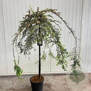 Cotoneaster apiculatus 'Blackburn' 120 cm stam 12L 2jr.kroon