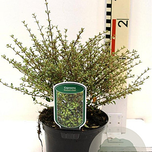 Coprosma 'Beatson's Gold' 30-40 cm 2,0L