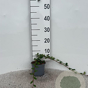 Cotoneaster dam. 'Major' 30-40 cm C1.3