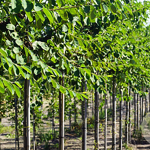 Cotoneaster ignotus 8-10 HO draadkluit