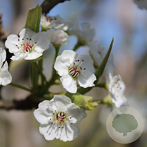 Cotoneaster ignotus 12-14 HO draadkluit