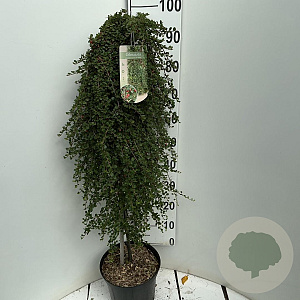 Cotoneaster pr. 'Queen of Carpets' 90 cm stam 7,5L