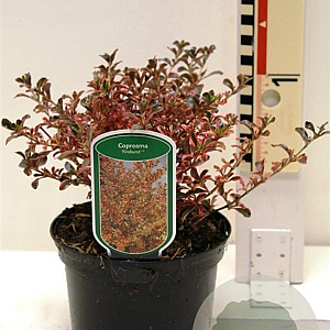 Coprosma 'Fire Burst' 25-30 cm 2,0L