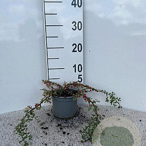 Cotoneaster pr. 'Streib's Findling' 15-20 cm C1.3