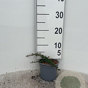 Cotoneaster pr. 'Streib's Findling' plantgoed C1.3