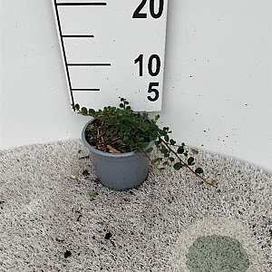 Cotoneaster pr. 'Streib's Findling' plantgoed C1.3