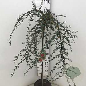 Cotoneaster suec. 'Coral Beauty' 90 cm stam 10L