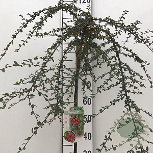 Cotoneaster suec. 'Coral Beauty' 90 cm stam 10L