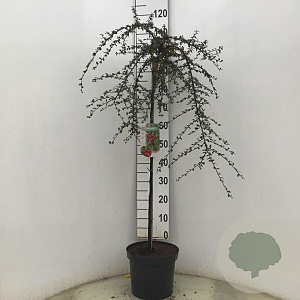 Cotoneaster suec. 'Coral Beauty' 90 cm stam 10L