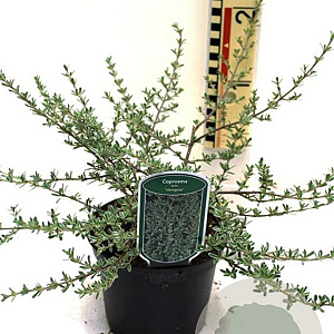 Coprosma kirkii 'Kirkii Variegata' 30-40 cm 2,0L