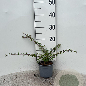Cotoneaster suec. 'Skogholm' 20-25 cm C1.3