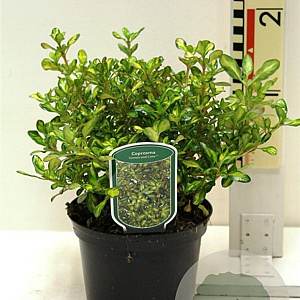 Coprosma 'Lemon and Lime' 25-30 cm 2,0L