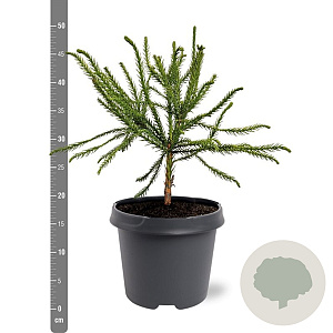 Cryptomeria j. 'Dacrydioides' 30-40 cm 5,0L