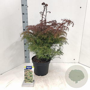 Cryptomeria j. 'Elegans' 30-40 cm 5,0L