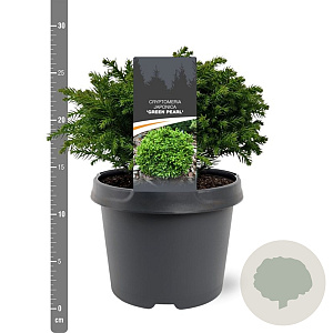 Cryptomeria j. 'Green Pearl' 20-25 cm 3,0L