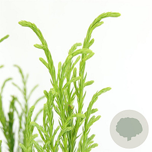 Cryptomeria j. 'Kitayama' 80-100 cm 5,0L