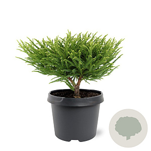Cryptomeria j. 'Little Champion' 25-30 cm 3,5L
