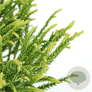 Cryptomeria j. 'Little Champion' 25-30 cm 3,5L