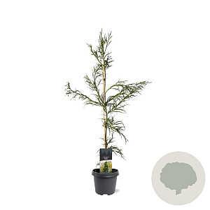 Cryptomeria j. 'Rasen' 80-100 cm 5,0L