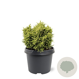 Cryptomeria j. 'Twinkle Toes' 20-25 cm 3,0L