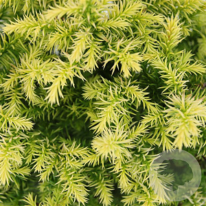 Cryptomeria j. 'Vilmorin Gold' 20-25 cm 3,0L