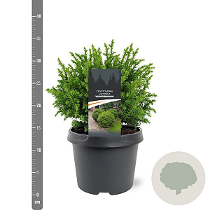 Cryptomeria j. 'Vilmoriniana' 20-25 cm 3,0L