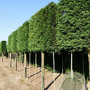 Cupressocyparis leylandii 8-10 HO 15L LEIVORM 160 cm stam