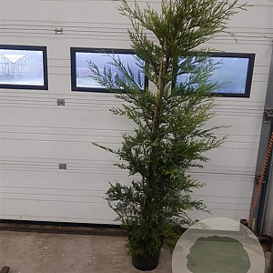 Cupressocyparis l. 'Castlewellan' 175-200 cm 10L