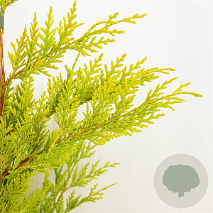 Cupressocyparis l. 'Gold Rider' 40-50 cm 3,0L