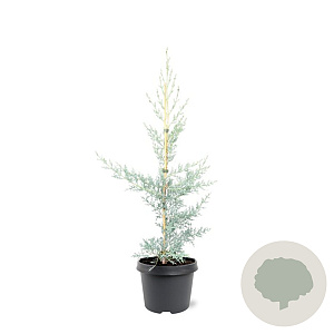 Cupressus ariz. 'Glauca' 50-60 cm 3,0L