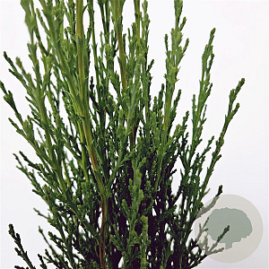 Cupressus semp. 'Totem' 30-40 cm 3,0L