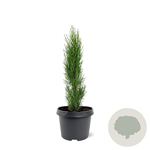 Cupressus semp. 'Totem' 30-40 cm 3,0L