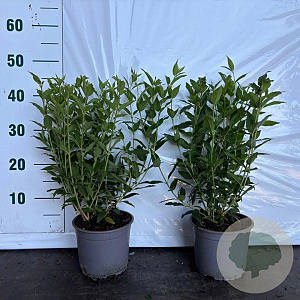 Deutzia gracilis 25-30 cm 2,0L