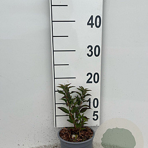 Deutzia gracilis plantgoed C1.3