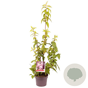 Deutzia hybrida 'Strawberry Fields' 30-40 cm 3,0L