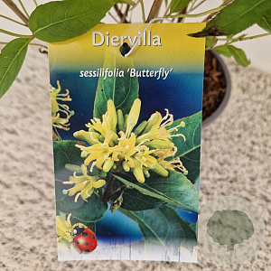 Diervilla sessilif. 'Butterfly' 40-45 cm 2,5L
