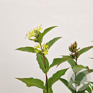 Diervilla sessilif. 'Butterfly' 40-45 cm 2,5L